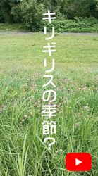 �L���M���X�̋G�߁H