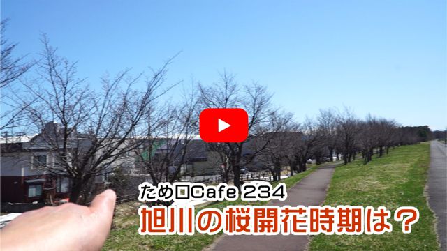 旭川の桜開花時期は?
