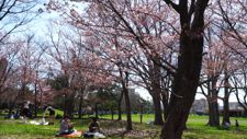 常磐公園の花見