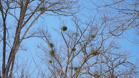 �񐶖؂̃��h���M