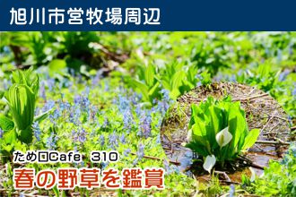 ため口Cafe