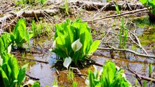 春の野草を鑑賞