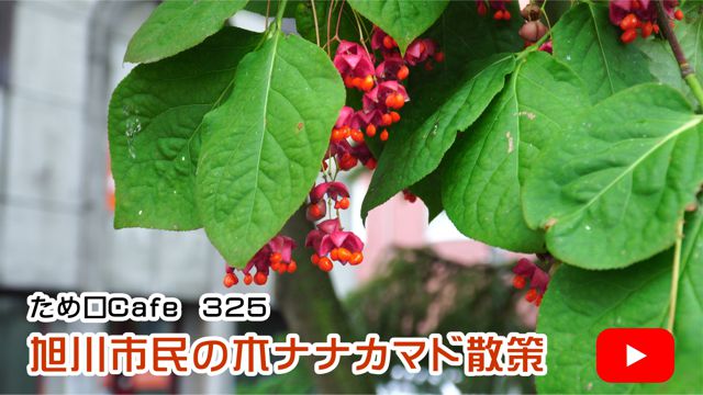 旭川市民の木ナナカマド散策