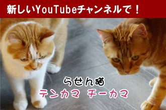 らせん猫